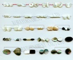 Shell Beads